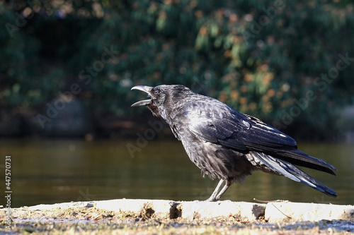 Close-up of a raven