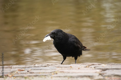 Close-up of a raven