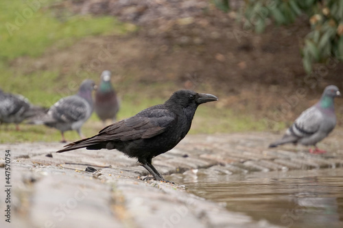 Close-up of a raven