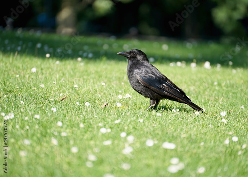 Close-up of a raven
