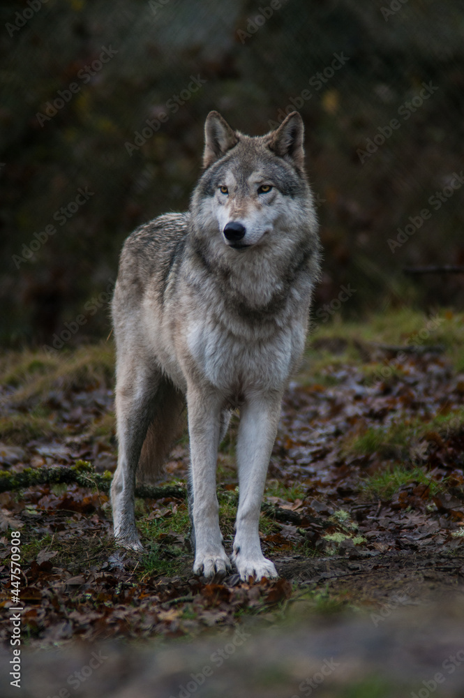 Fototapeta premium wolf in the forest