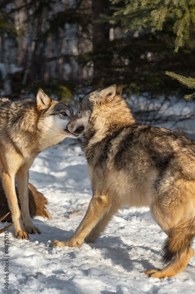 Grey Wolf (Canis lupus) Sniffs Submissive Packmate Winter Grey Wolf (Canis lupus) Sniffs Submissive Packmate Winter