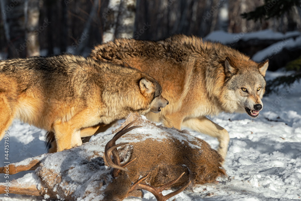 Grey Wolves (Canis lupus) Conflict Over White-Tail Deer Carcass Winter