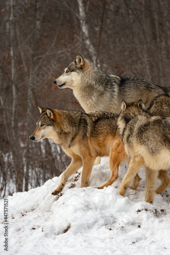 Grey Wolves  Canis lupus  Together on Top of Mound of Snow Winter