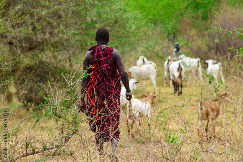 maasai pastoralist heading cattle's/goats in the ranch