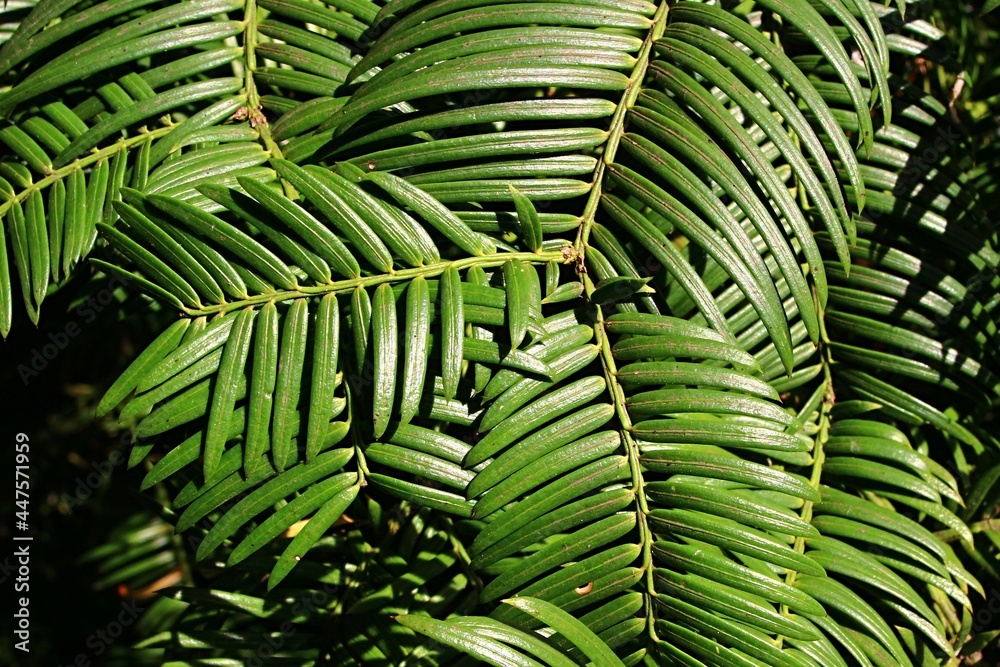 Green needles of coniferous tree Japanese Plum-Yew, also called Harrington Cephalotaxus or Cowtail Pine, latin name Cephalotaxus harringtonii, in summer afternoon sunshine. Green needles of coniferous tree Japanese Plum-Yew, also called Harrington Cephalotaxus or Cowtail Pine, latin name Cephalotaxus harringtonii, in summer afternoon sunshine.