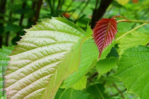 Small, developing crimson lanceolate leaf of Euptelea Polyandra tree, native to Assam, China and Jappan, with jagged edges, surrounded by mature, bright green leaves. photo