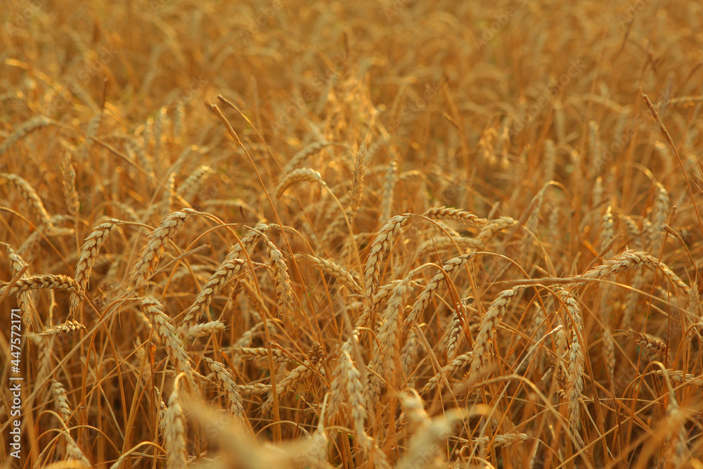 Fototapeta premium Wheat field close up with place for text
