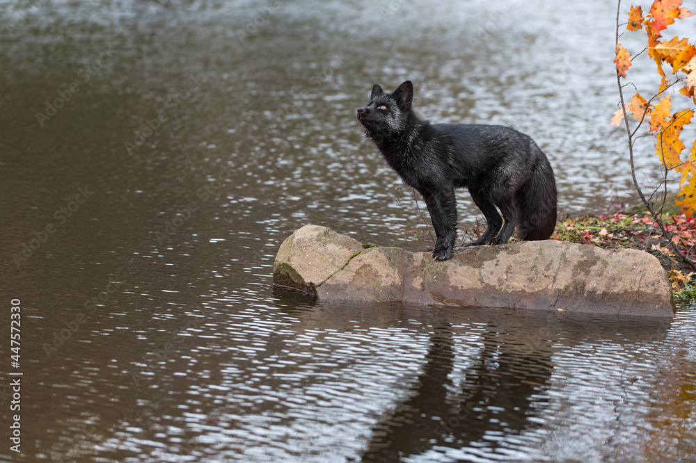 Silver Fox (Vulpes vulpes) Looks Up to Left on Rock Reflected Autumn Silver Fox (Vulpes vulpes) Looks Up to Left on Rock Reflected Autumn