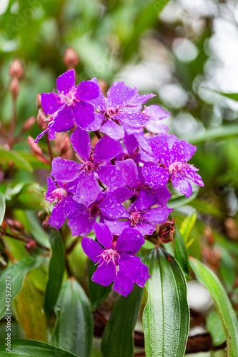 Andesanthus lepidotus - Seven hides Leathers purple flower photo