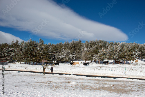 in a snowy landscape some cows come to the road to eat.