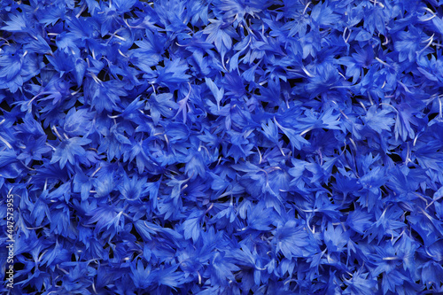 Beautiful blue cornflowers petals as background, top view © New Africa