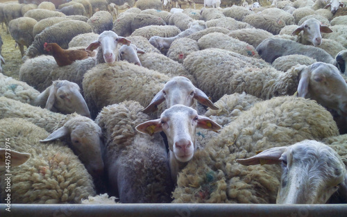 close-up of some sheep that are looking at camera. on top of one of them is a hen sleeping.