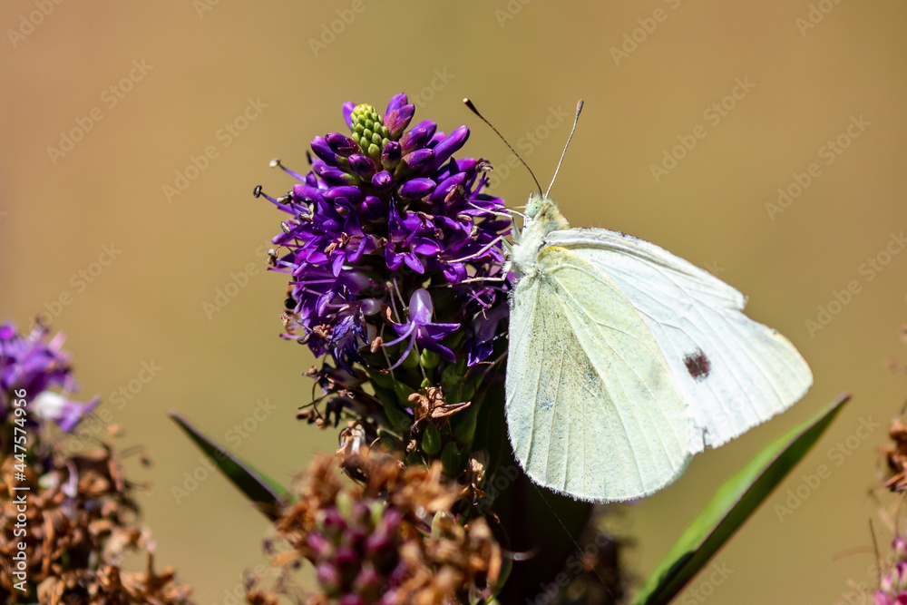Macro Image of Cabbage Butterfly on Cascade Penstemon Macro Image of Cabbage Butterfly on Cascade Penstemon