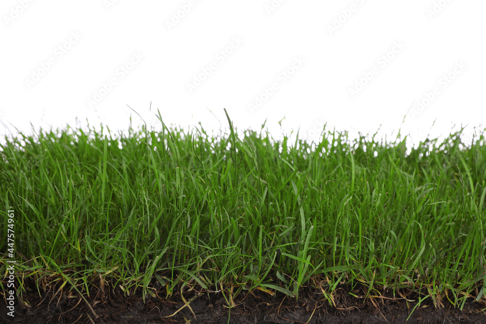 Soil with green grass on white background, closeup Soil with green grass on white background, closeup