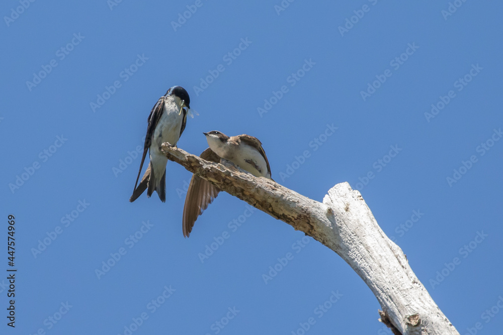 Fototapeta premium Adult Tree Swallow Presents Captured Damselfly to Fledgling 