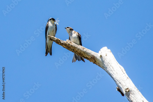 Adult Tree Swallow Presents Captured Damselfly to Fledgling 