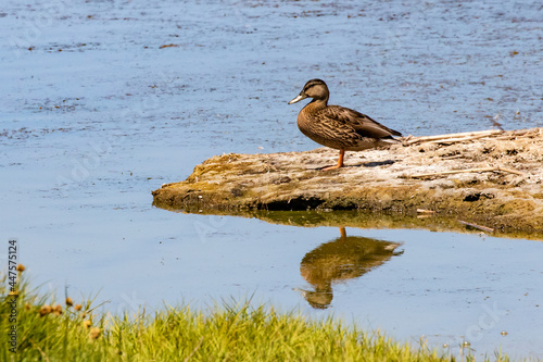 Mallard Duck and Reflection on Point of Land