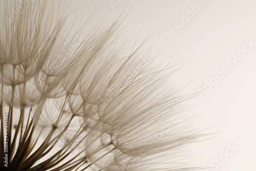 Beautiful fluffy dandelion flower on white background, closeup