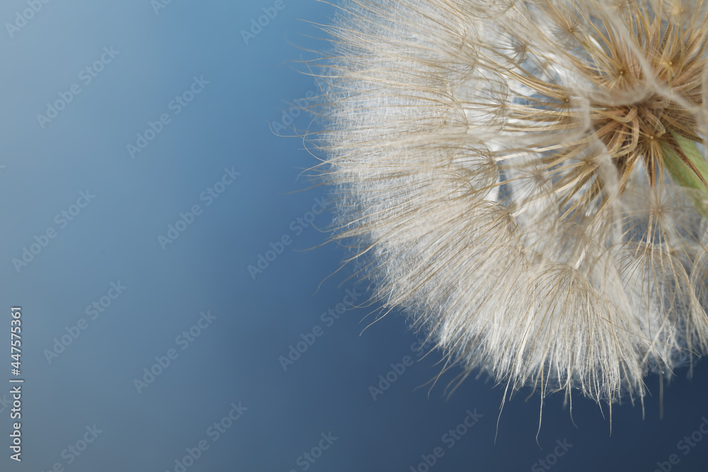 Fototapeta premium Beautiful fluffy dandelion flower on blue background, closeup. Space for text