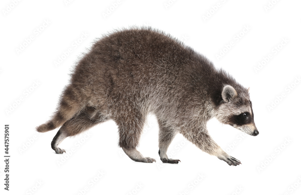 Fototapeta premium Cute funny common raccoon isolated on white
