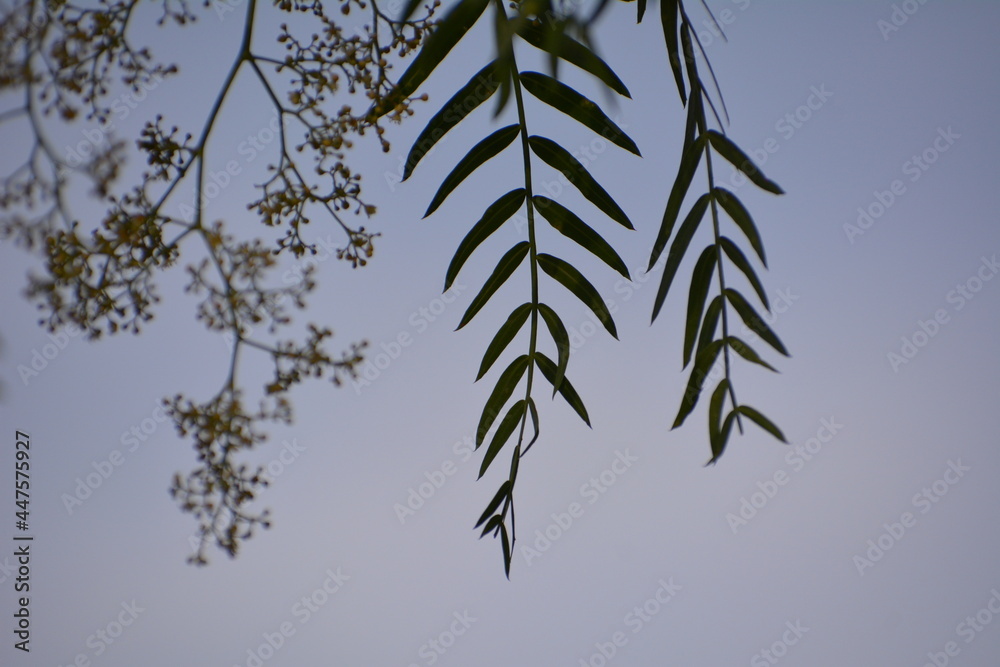 tree leaves