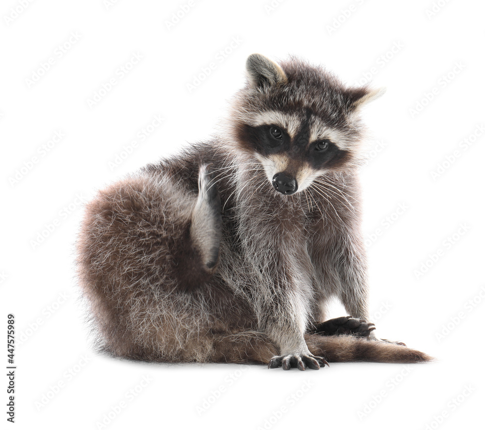 Cute funny common raccoon isolated on white