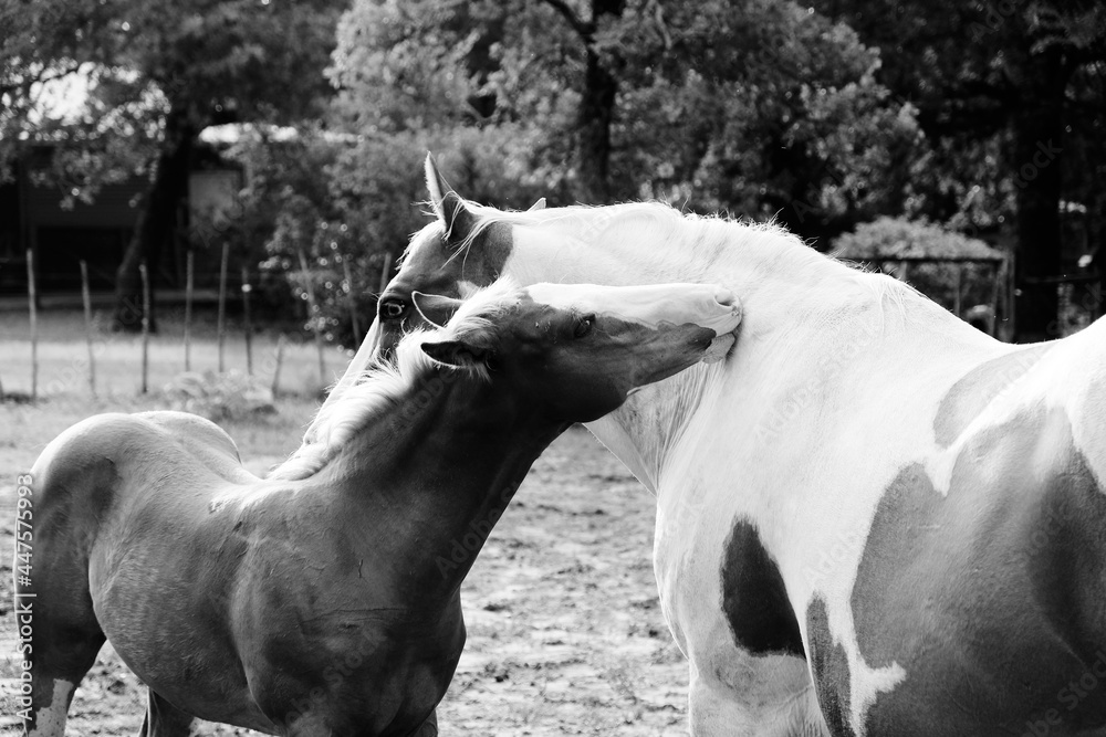 Obraz premium Paint horse with foal scratching backs in black and white