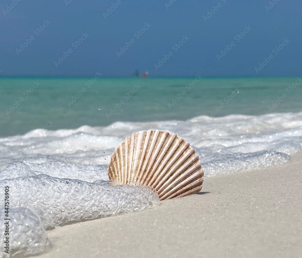 seashell and water foam on the beach seashell and water foam on the beach