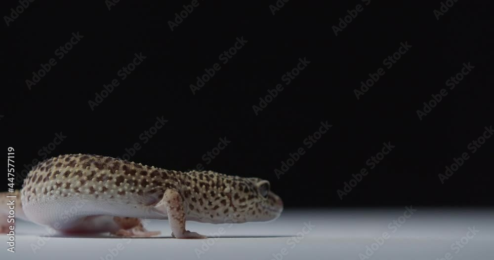 Small gecko is turning and walking away, cute little lizard, wildlife, 4k Small gecko is turning and walking away, cute little lizard, wildlife, 4k
