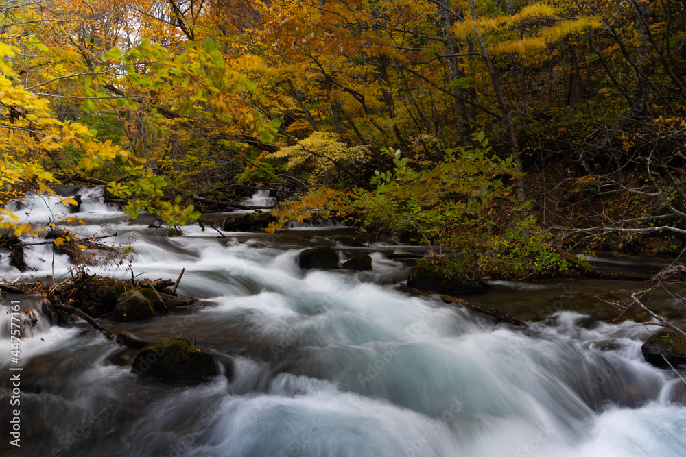 秋の黄葉の木々と渓流
