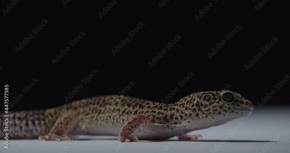 Small gecko with black dots on its skin is looking and breathing, wildlife, 4k