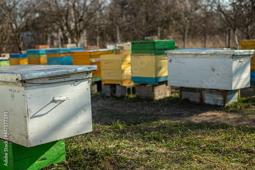Colorful wooden and plastic hives in summer. Apiary standing in yard. Cold weather and bee sitting in hive.
