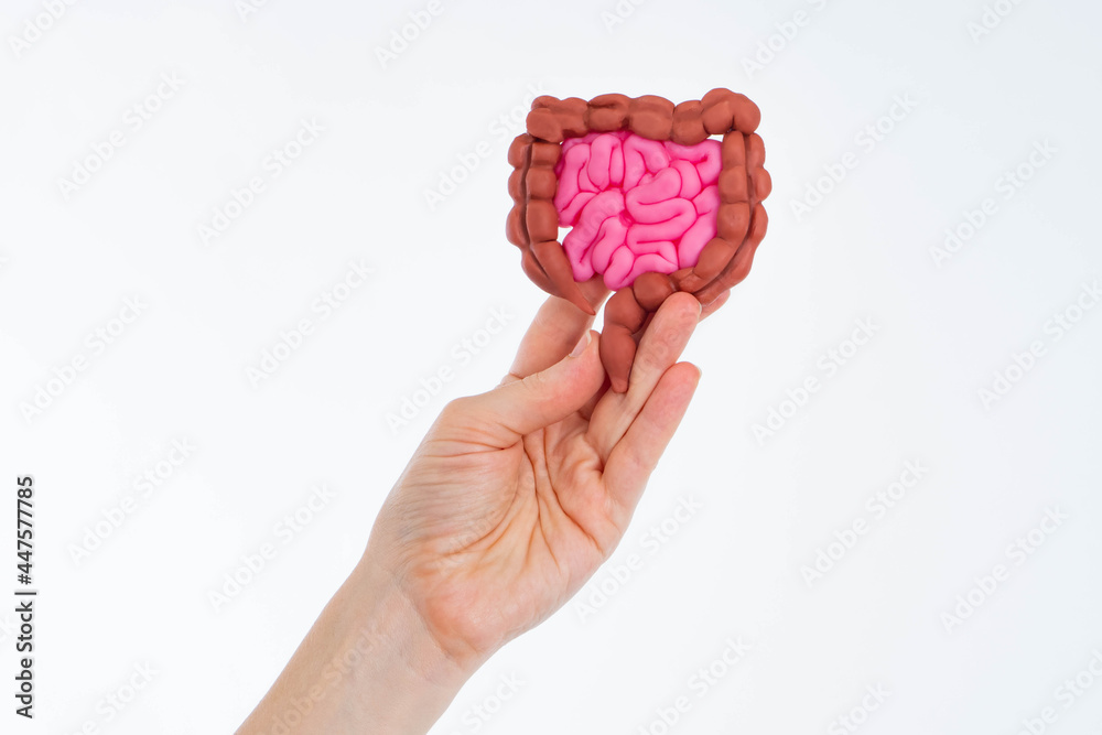 Intestinal tract in woman hand. Human Intestinal mockup ...