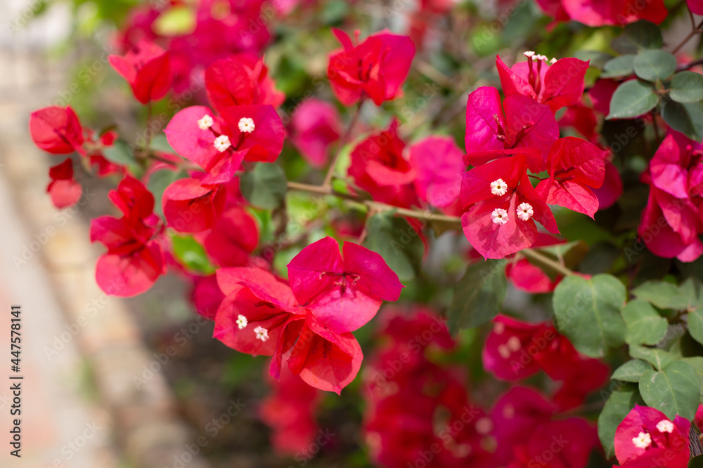 A bush of blooming bougainvillea with red flowers is on the street. A bush of blooming bougainvillea with red flowers is on the street.