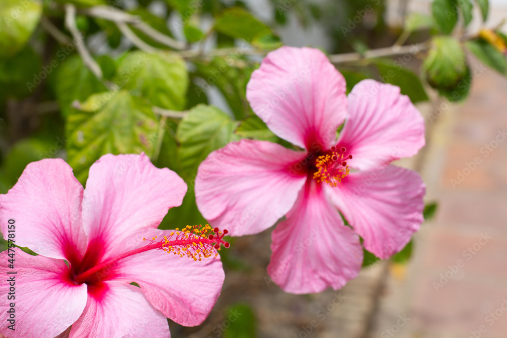 Two blossoming pink hibiscus flowers are in the garden. Two blossoming pink hibiscus flowers are in the garden.