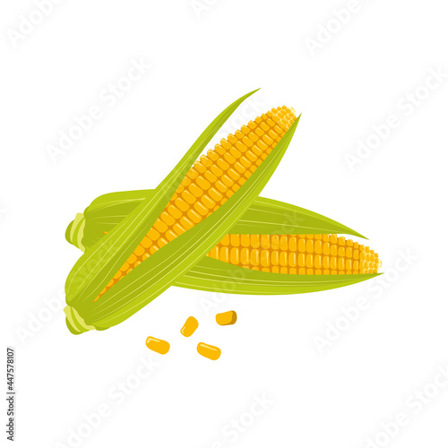 Set of corn cobs with leaves and grains. Summer and autumn harvest, delicious food. Vitamin source