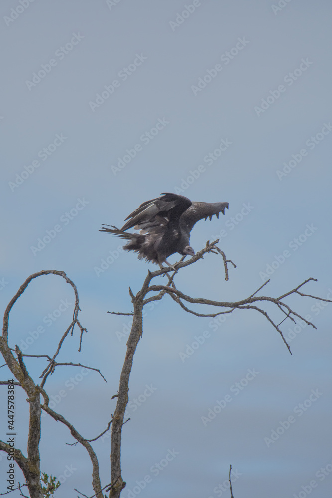 vulture on a branch