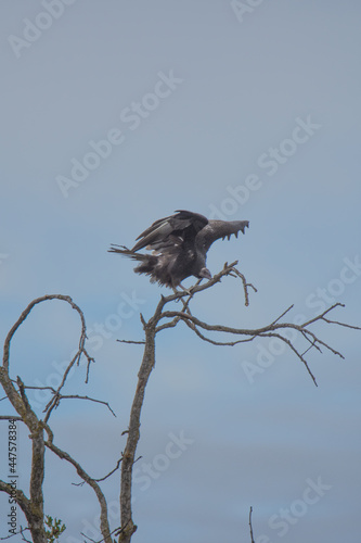 vulture on a branch © Paul