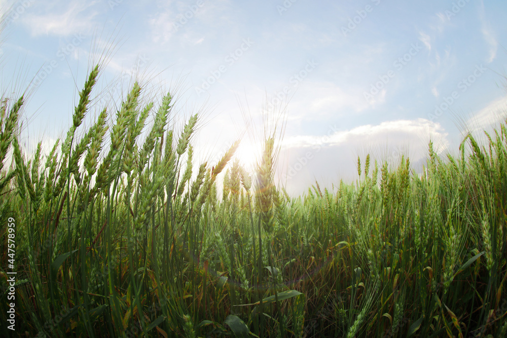 Fototapeta premium Beautiful view of wheat field, fish eye effect