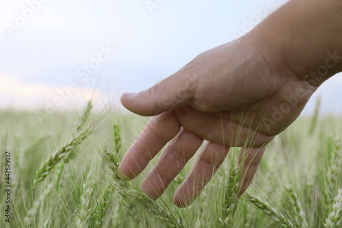 Man in field with ripening wheat, closeup