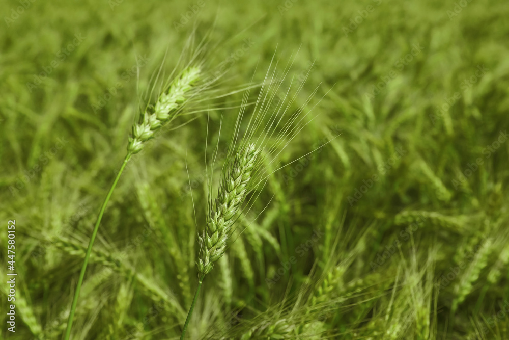 Closeup view of agricultural field with ripening wheat crop Closeup view of agricultural field with ripening wheat crop