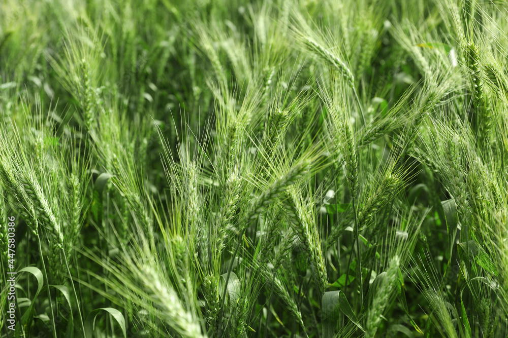 Closeup view of agricultural field with ripening wheat crop Closeup view of agricultural field with ripening wheat crop