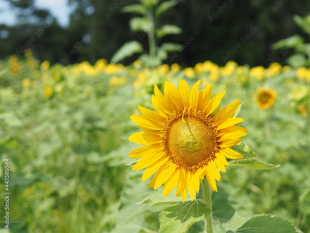 Fototapeta premium ヒマワリ