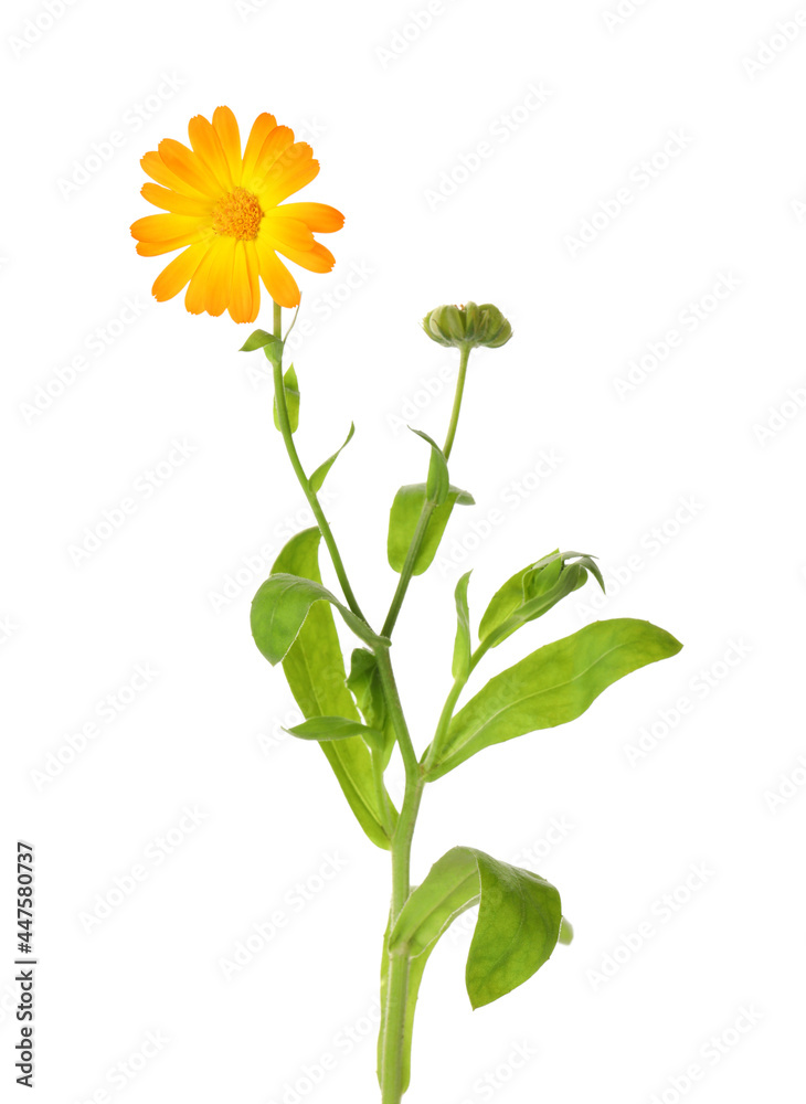 Fresh blooming calendula plant isolated on white