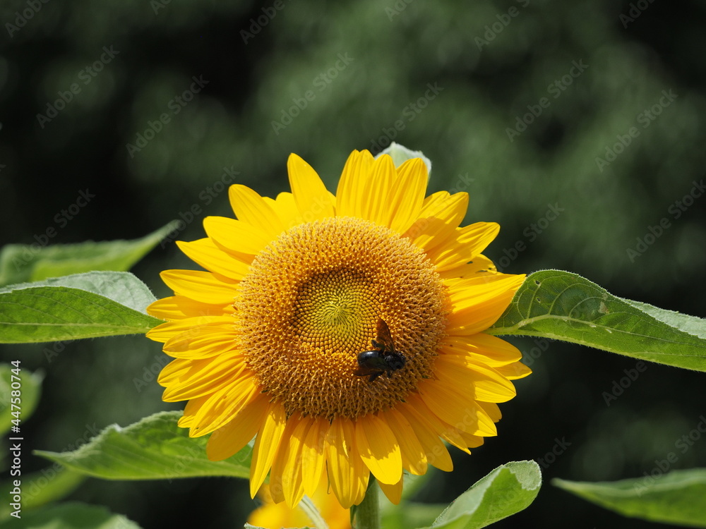 Fototapeta premium ヒマワリとハチ