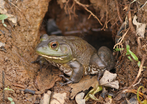 Bullfrog Sitting at Entrance to Burrow