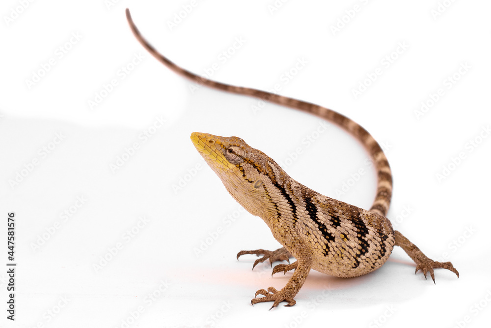 Fototapeta premium bearded dragon lizard