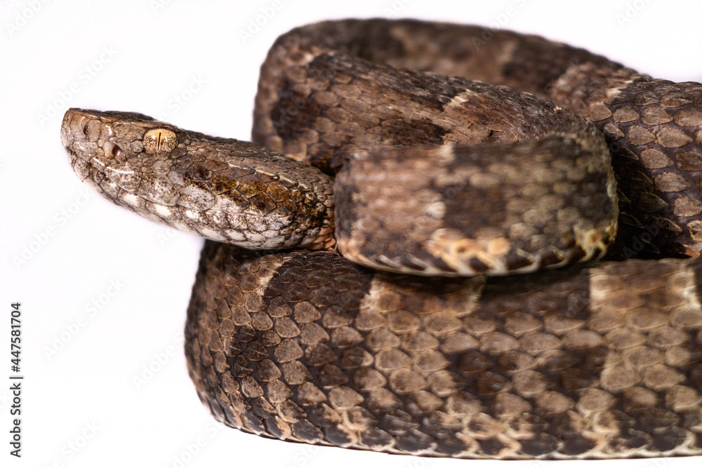 snake in front of background snake in front of background