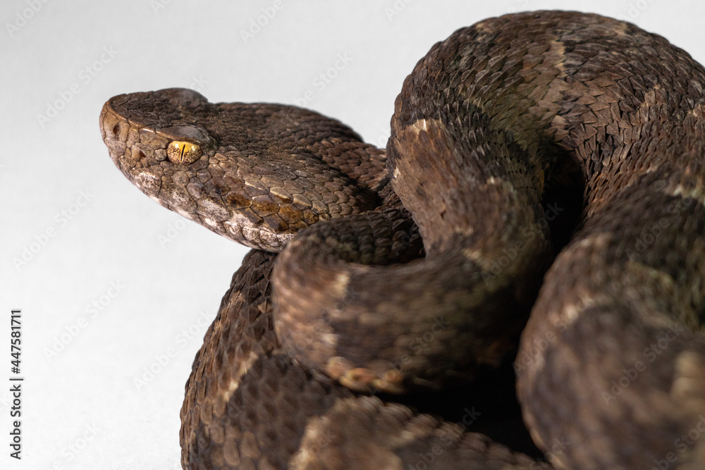 Fototapeta premium close up of a snake